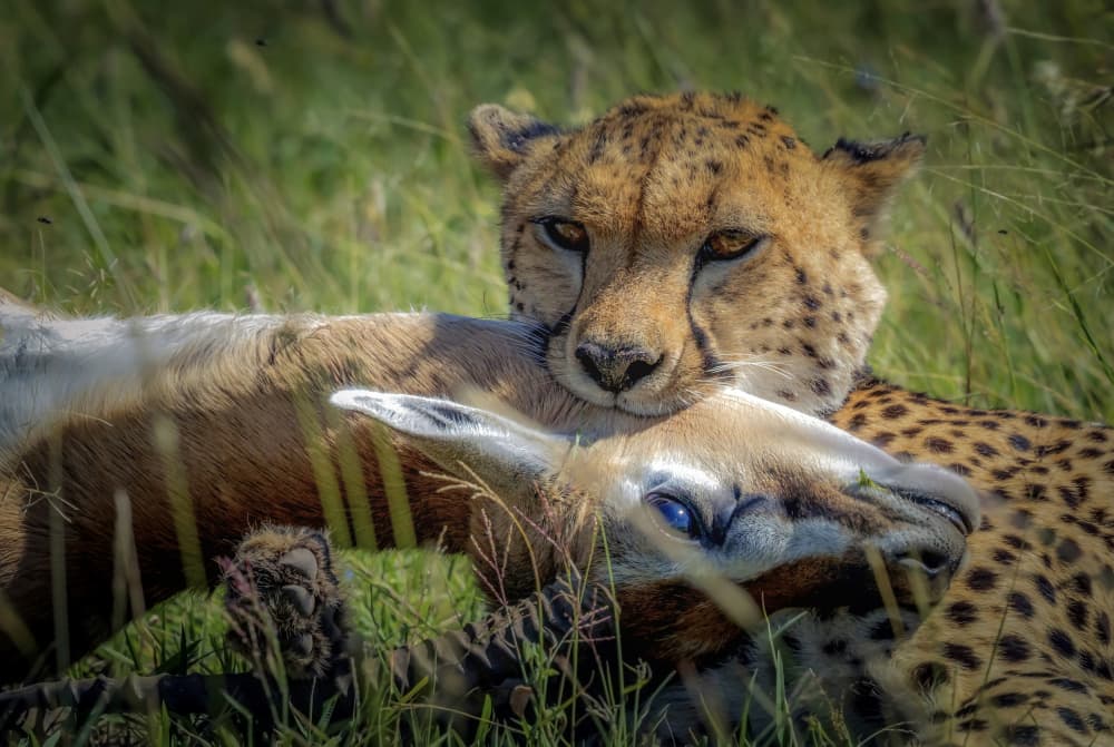 Cheetah with Gazelle Prey by Roshkumar — canvas wall art