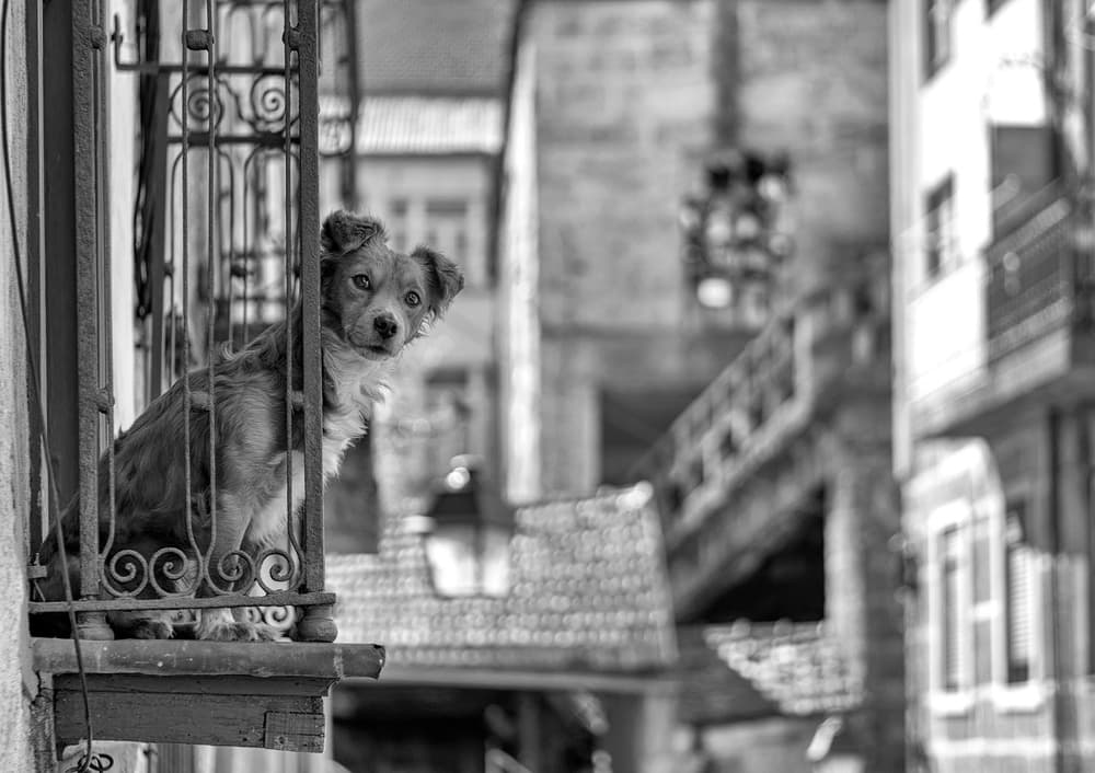 Curious Dog on Balcony by Carlos Costa — canvas wall art