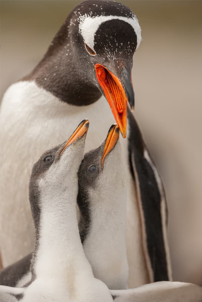 Penguin Feeding Chicks by Joan Gil Raga — canvas wall art
