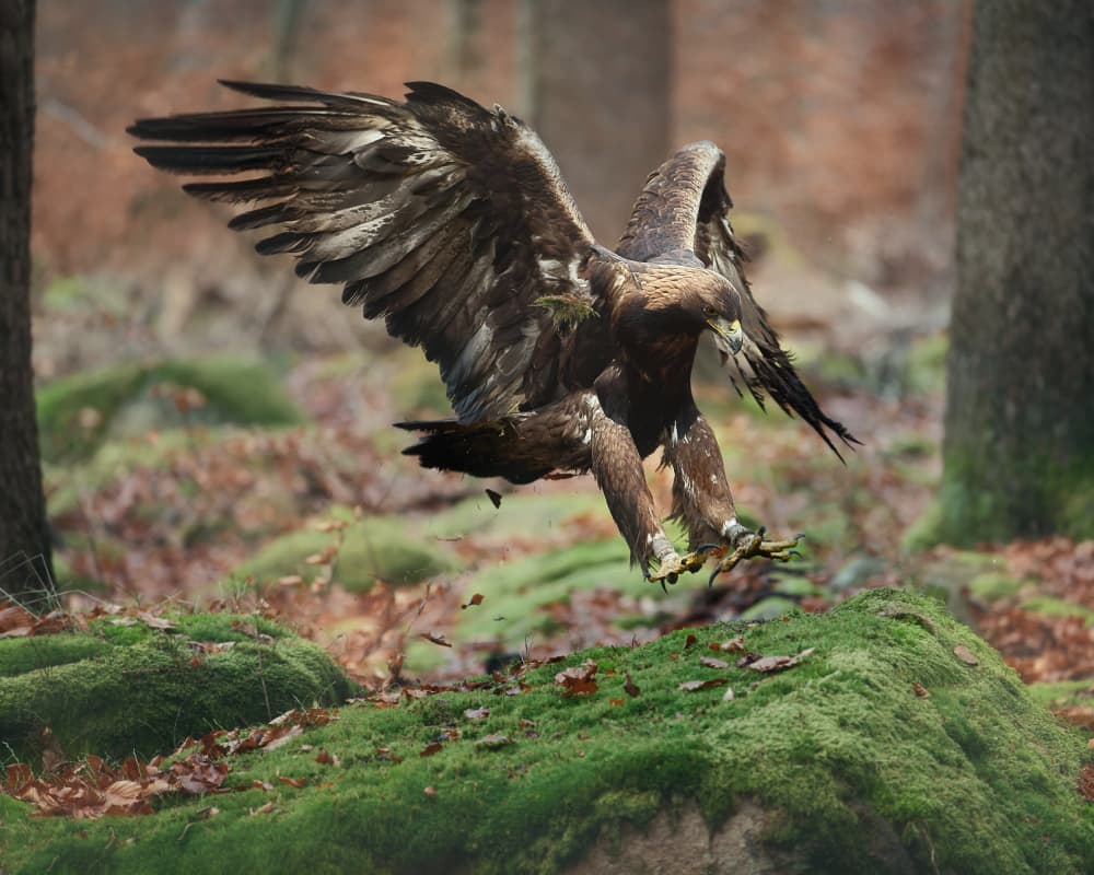Golden Eagle Landing by Michaela Firešová — canvas wall art