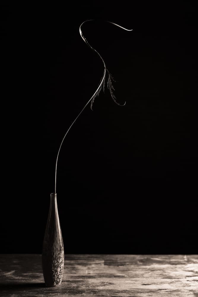 Elegant Single Stem by Dusan Ljubicic — canvas wall art