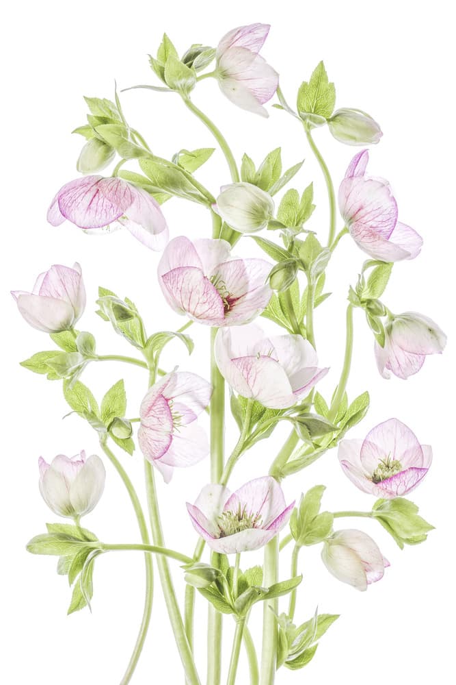 Hellebore by Mandy Disher — canvas wall art