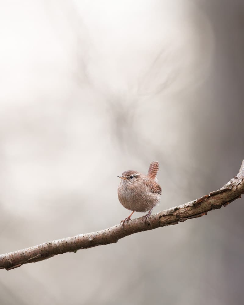 Peaceful Wren Perched by Magnus Renmyr — canvas wall art