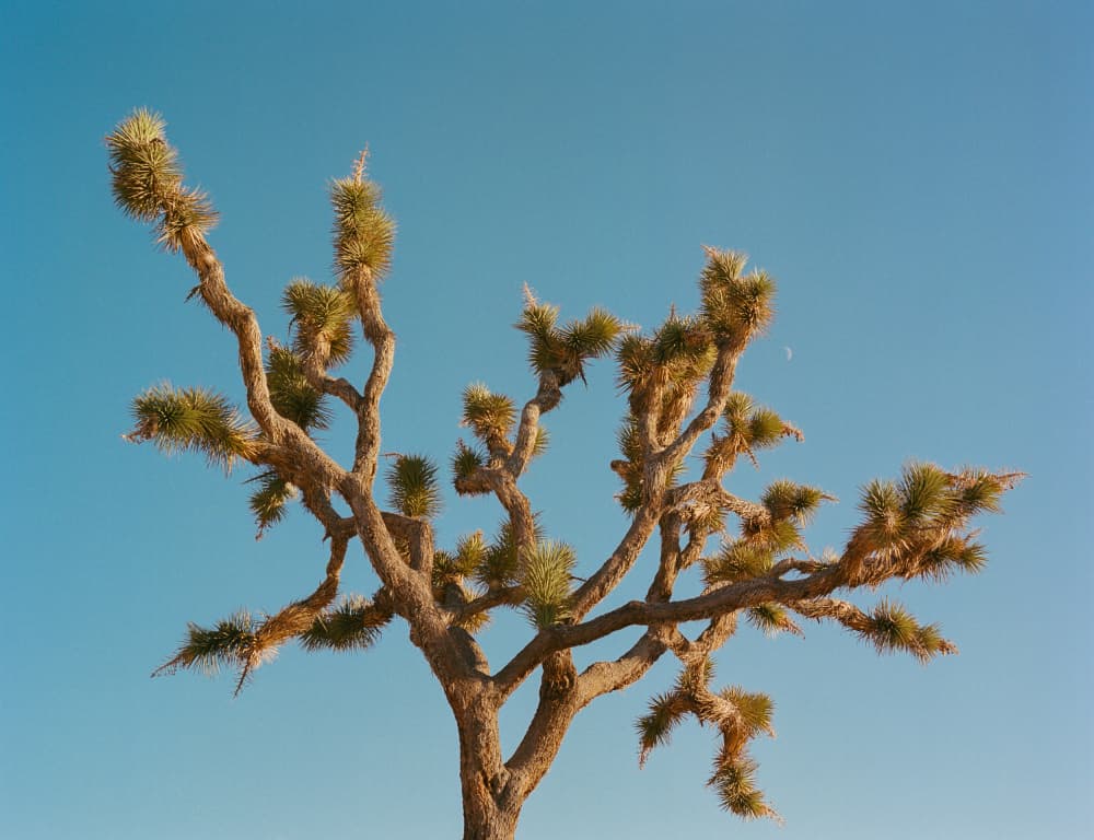 Joshua Tree Desert Sky by Bethany Young — canvas wall art