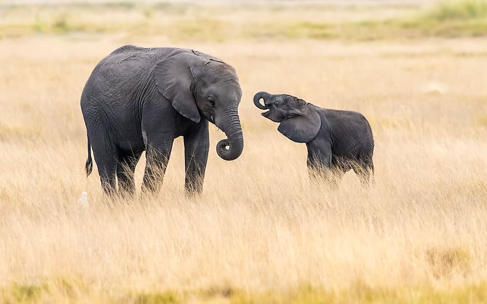 Joyful Elephant Duo by Hua Zhu — canvas wall art