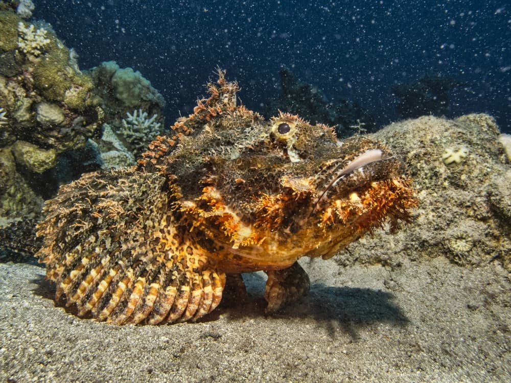 Hidden Reef Stonefish by Dani Barchana — canvas wall art
