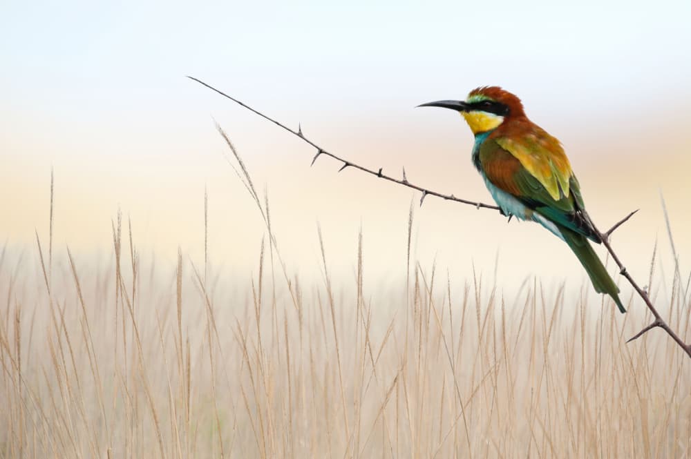 Vibrant Wildlife Perch by אייל בר אור • Eyal Bar Or — canvas wall art