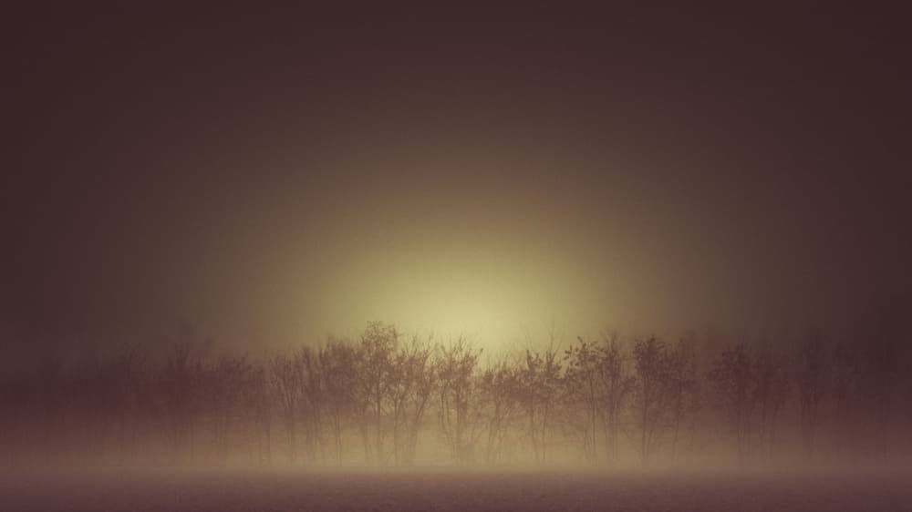 Misty Golden Trees by Andrea Fraccaroli — canvas wall art