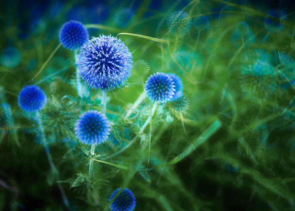 Dreamy Blue Thistles by Katarina Holmström — canvas wall art