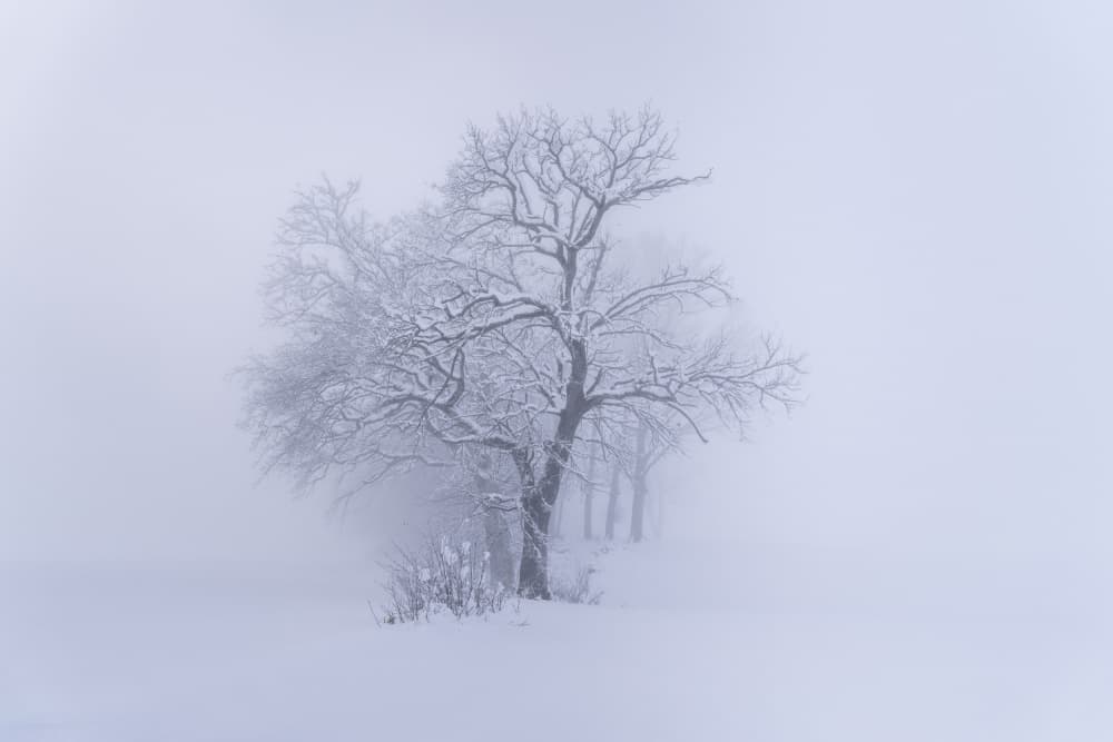Misty Winter Trees by Norbert Maier — canvas wall art
