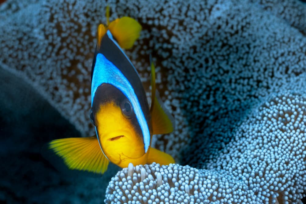 Colorful Clownfish Portrait by Serge Melesan — canvas wall art