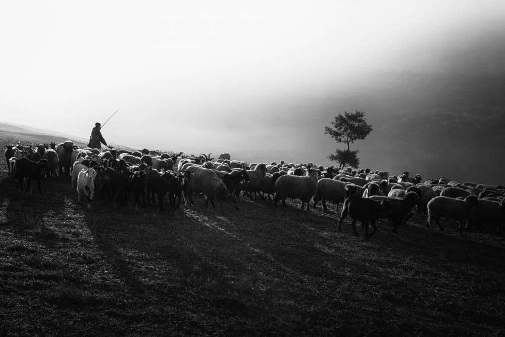 Shepherd in Morning Mist by Sebastian Prioteasa — canvas wall art