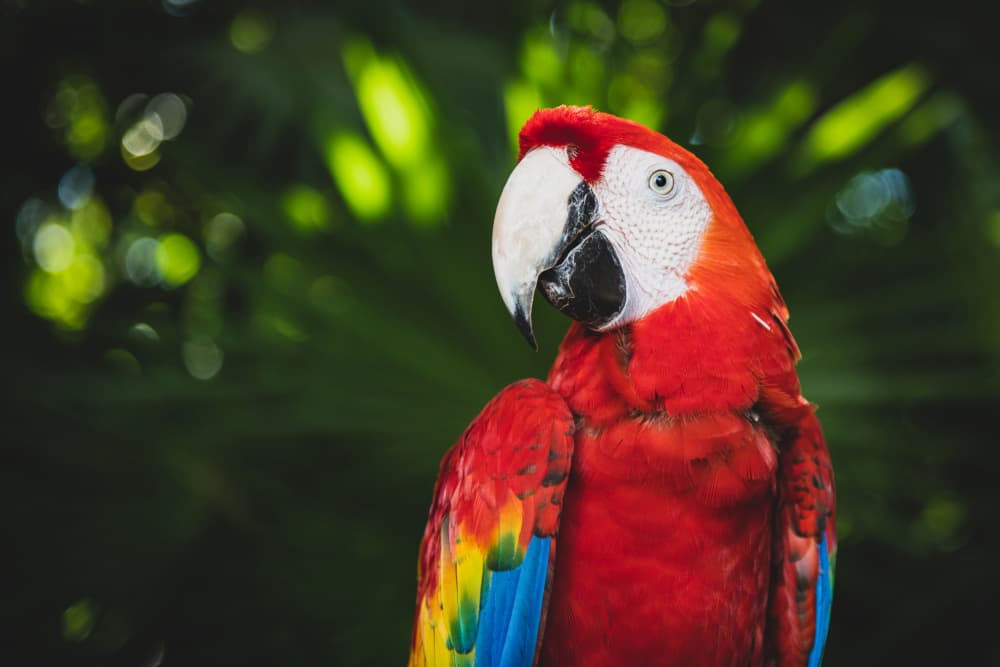 Scarlet Macaw Portrait by Tim Mossholder — canvas wall art
