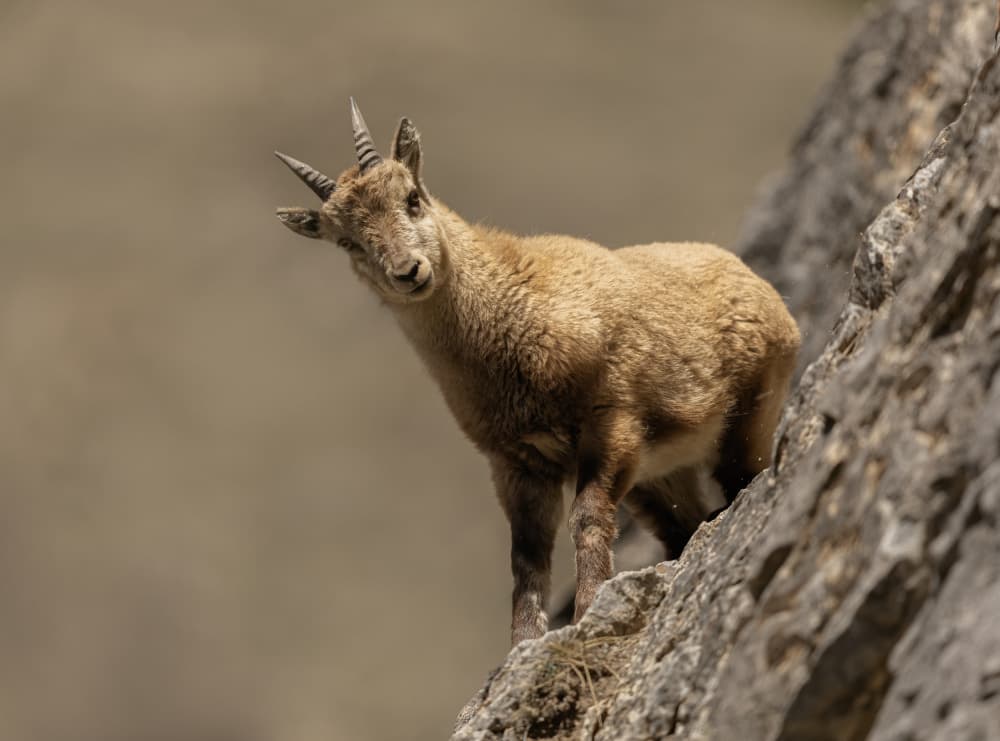 Curious Mountain Ibex by Marco Barisone — canvas wall art