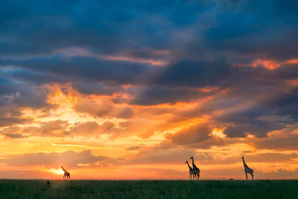African Sunset Giraffes by John Fan — canvas wall art