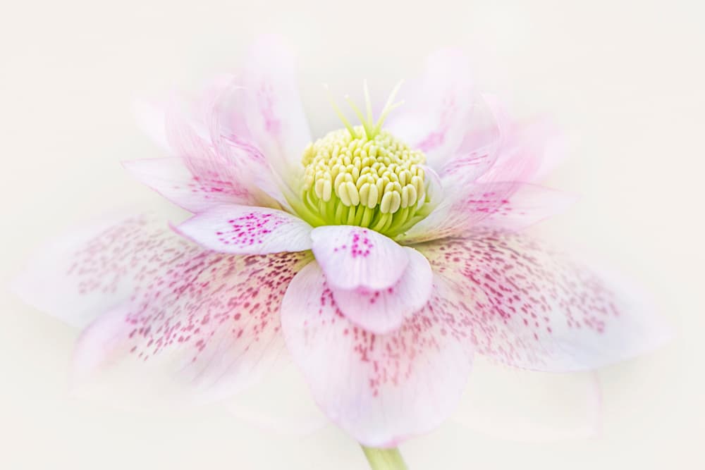 Spotted Pink Hellebore by Jacky Parker — canvas wall art