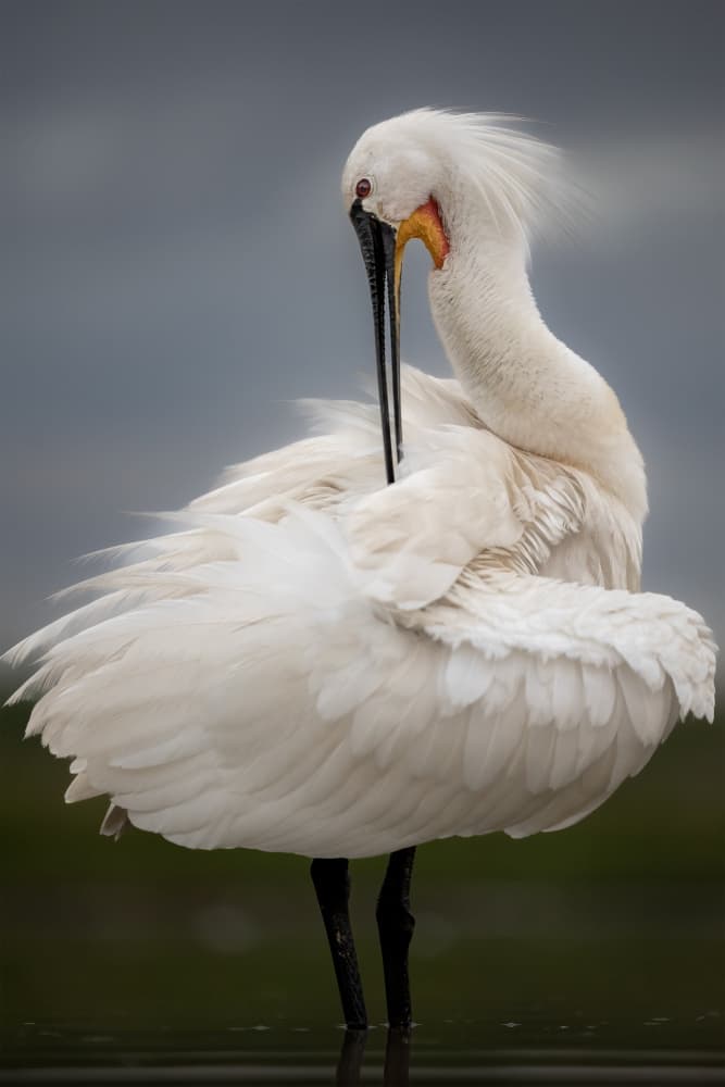 Elegant White Spoonbill Preening by GENNARO DI NOTO — canvas wall art
