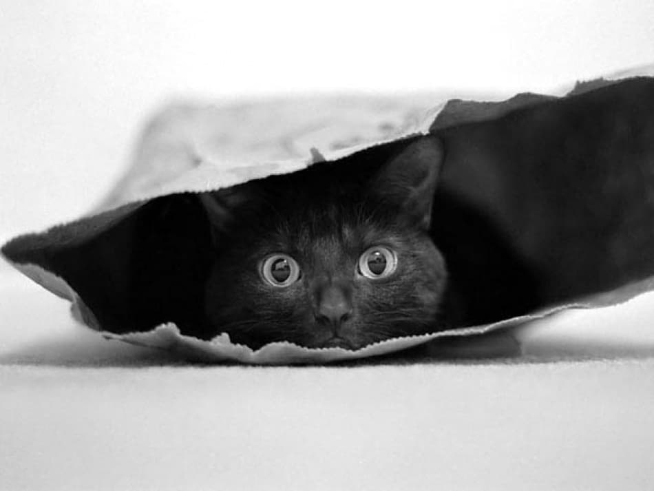 Curious Black Cat by Jeremy Holthuysen — canvas wall art