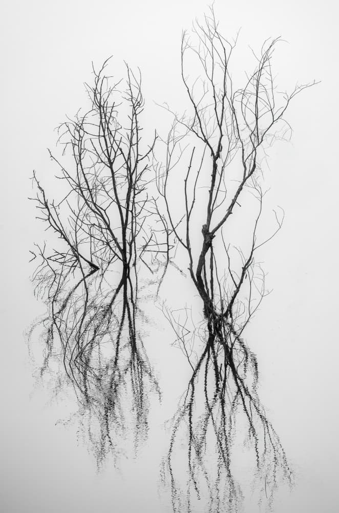 Misty Tree Reflections by Eduard Andrica — canvas wall art