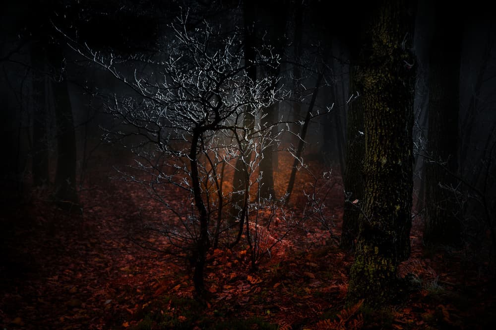 Eerie Forest Twilight by Alessandro Traverso — canvas wall art