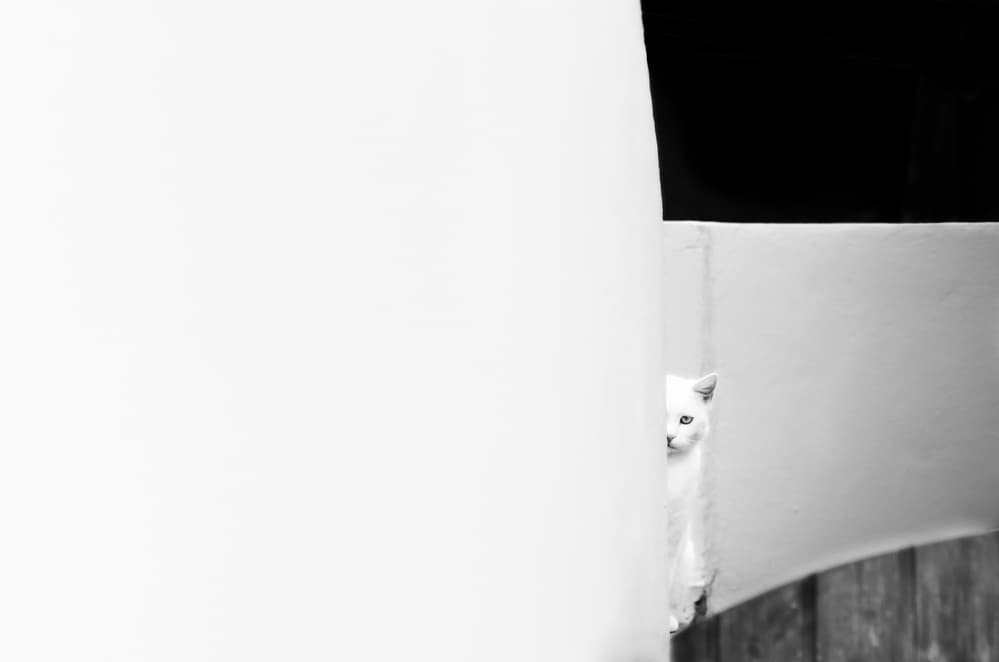 White Cat Peeking by Piera Polo — canvas wall art