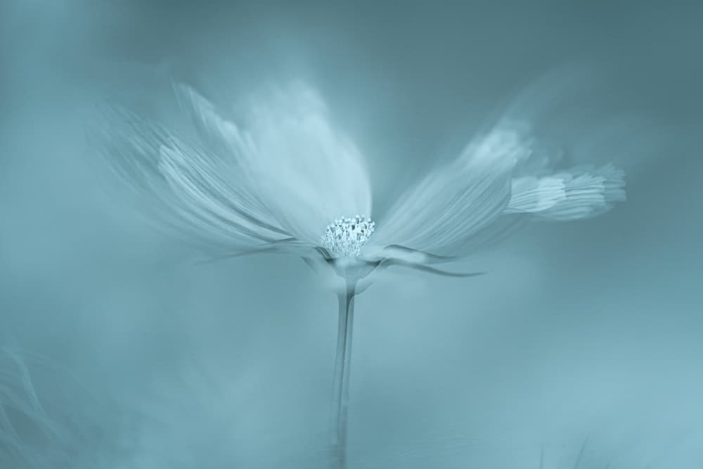 Dreamy Blue Flower by Molly Fu APA — canvas wall art