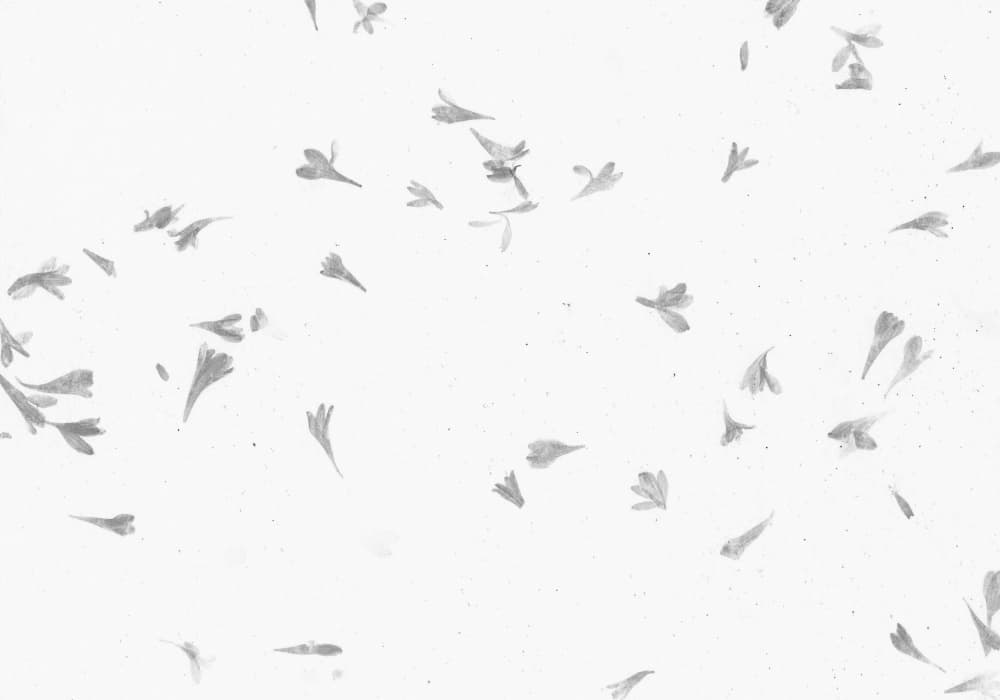 Delicate Scattered Petals by Santhosh ch — canvas wall art