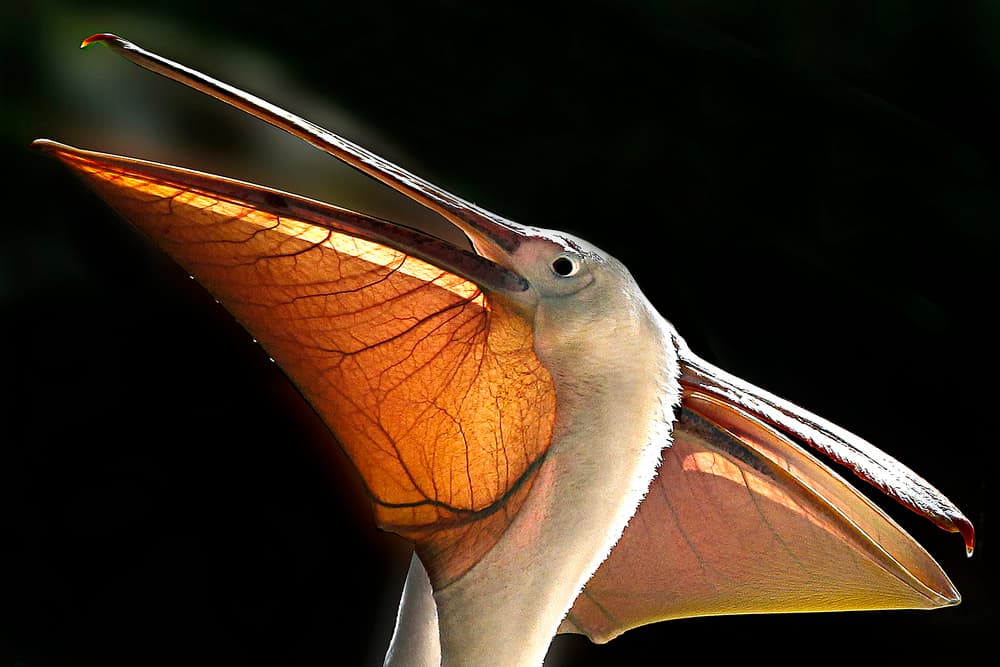 Pelican's Light-Filled Pouch by Reibl Klaus — canvas wall art