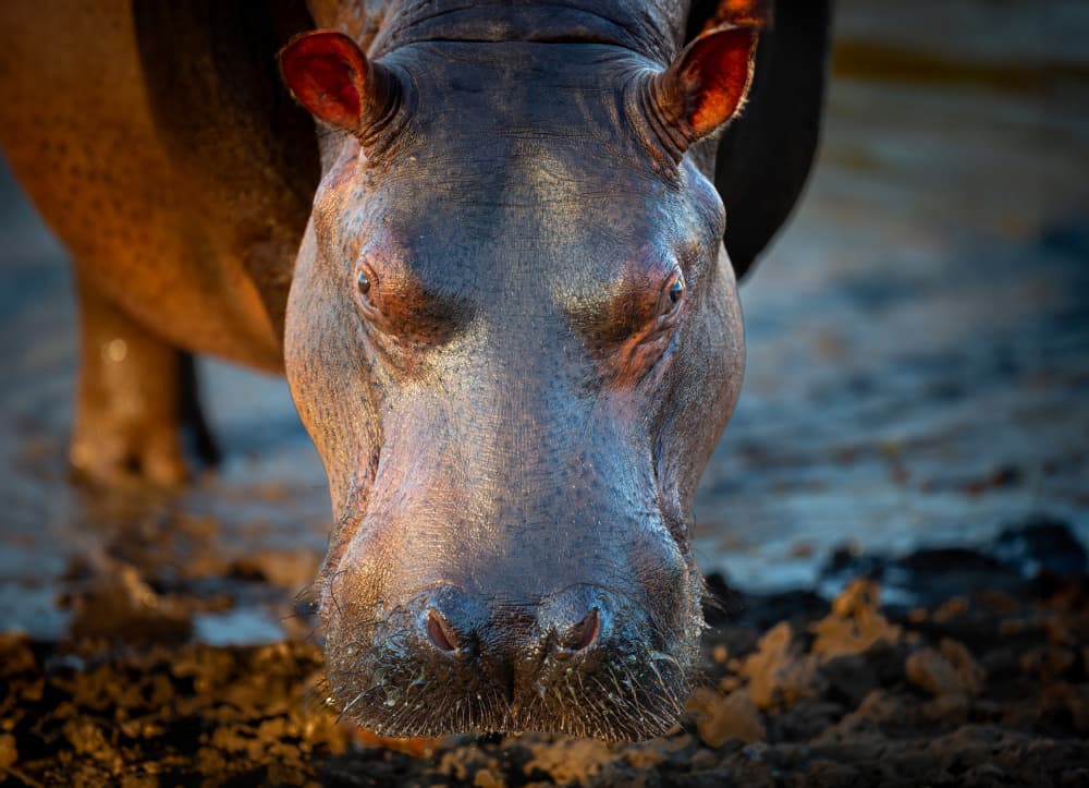 African Hippo Portrait by Jeffrey C. Sink — canvas wall art