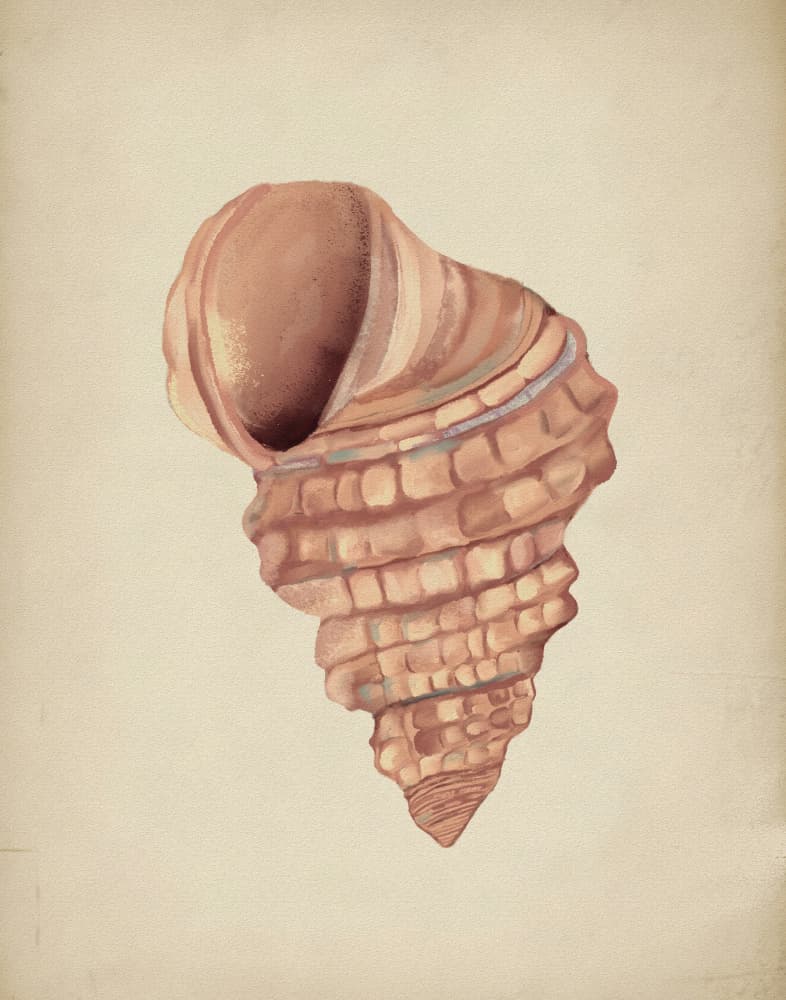 Spiral Seashell Study by Josie George — canvas wall art