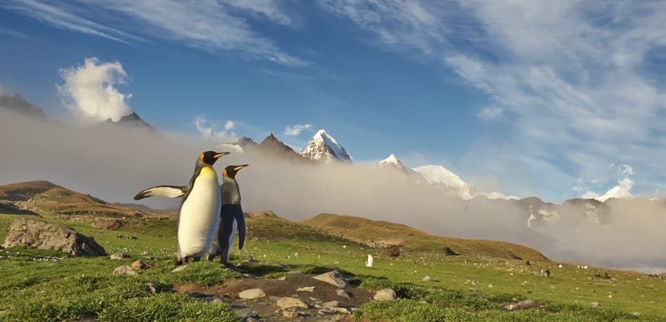 King Penguin Peaks by Sergey Kokinskiy — canvas wall art