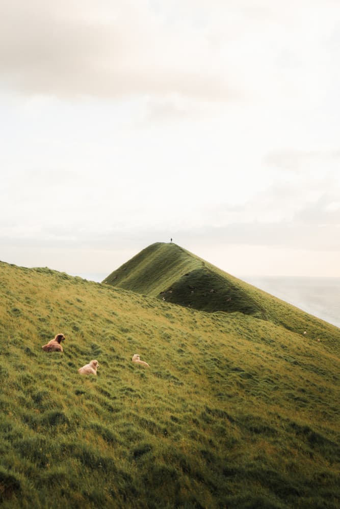 Serene Grassy Hilltop by Theodor Gerhamn — canvas wall art