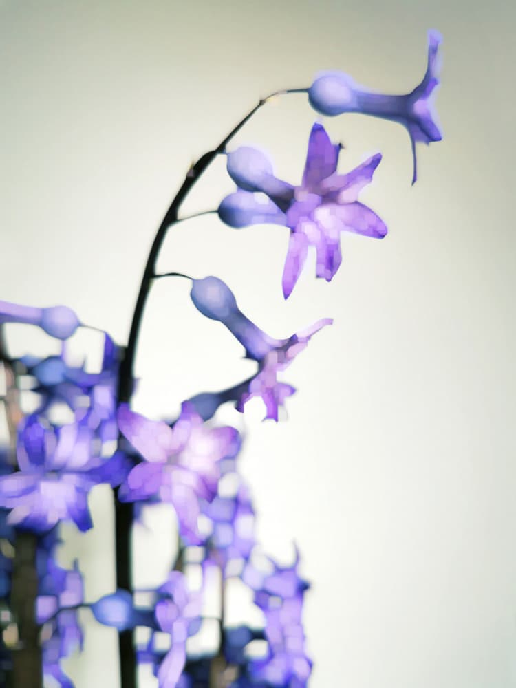 Delicate Purple Blooms by Angelo Cerantola — canvas wall art