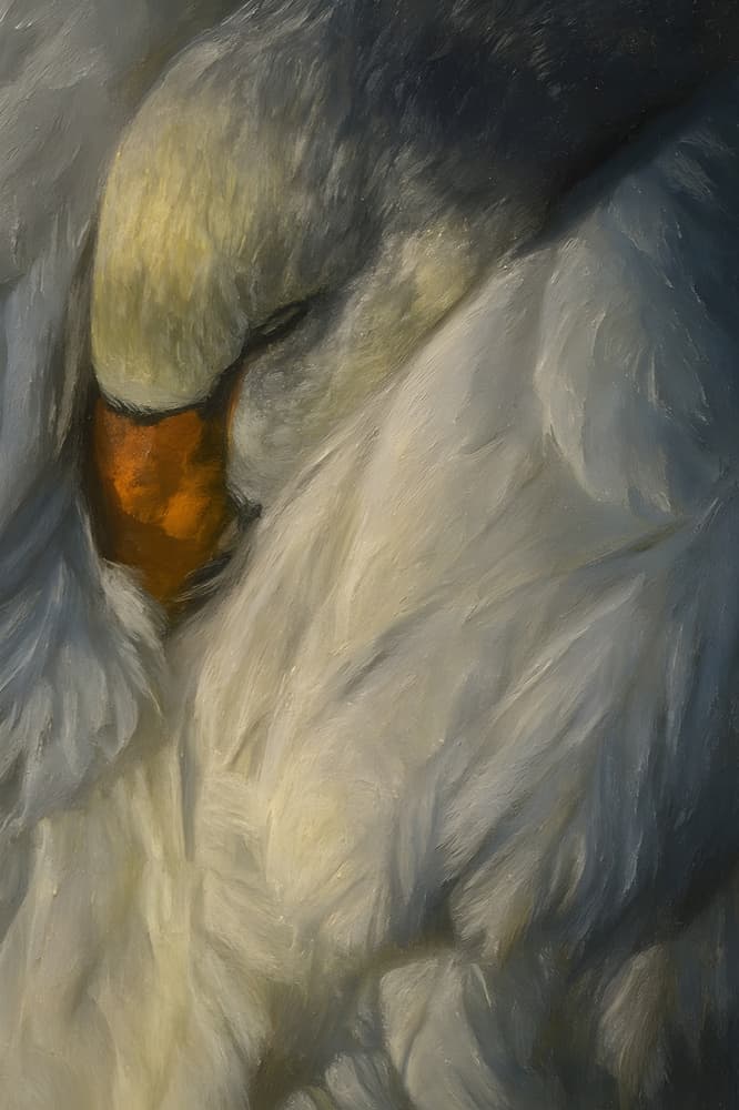 Peaceful Sleeping Swan by HUGO — canvas wall art