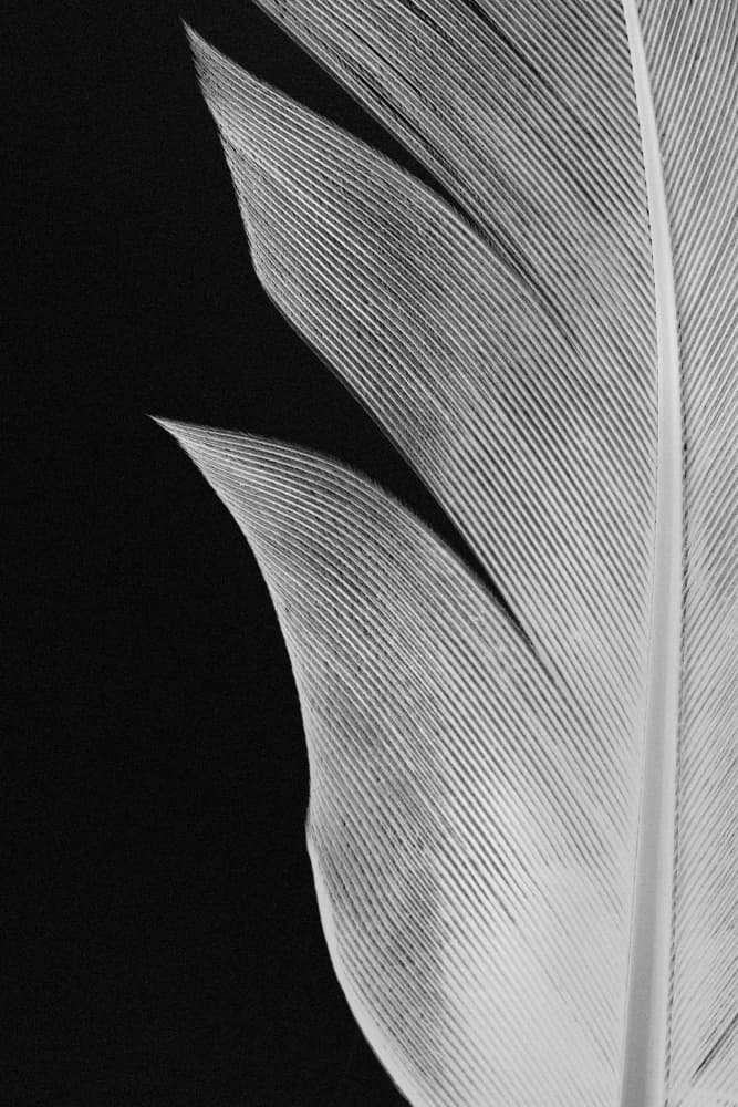 Elegant Feather Texture by Pictufy Studio III — canvas wall art
