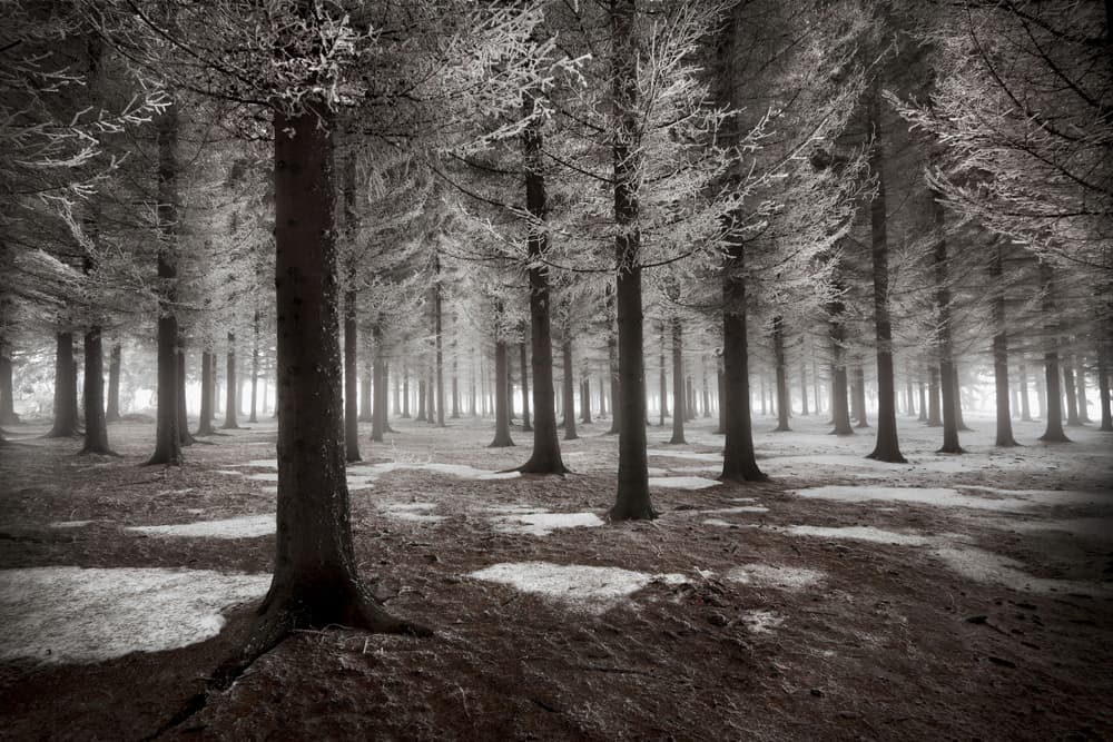 Frosted Winter Forest by Dragisa Petrovic — canvas wall art