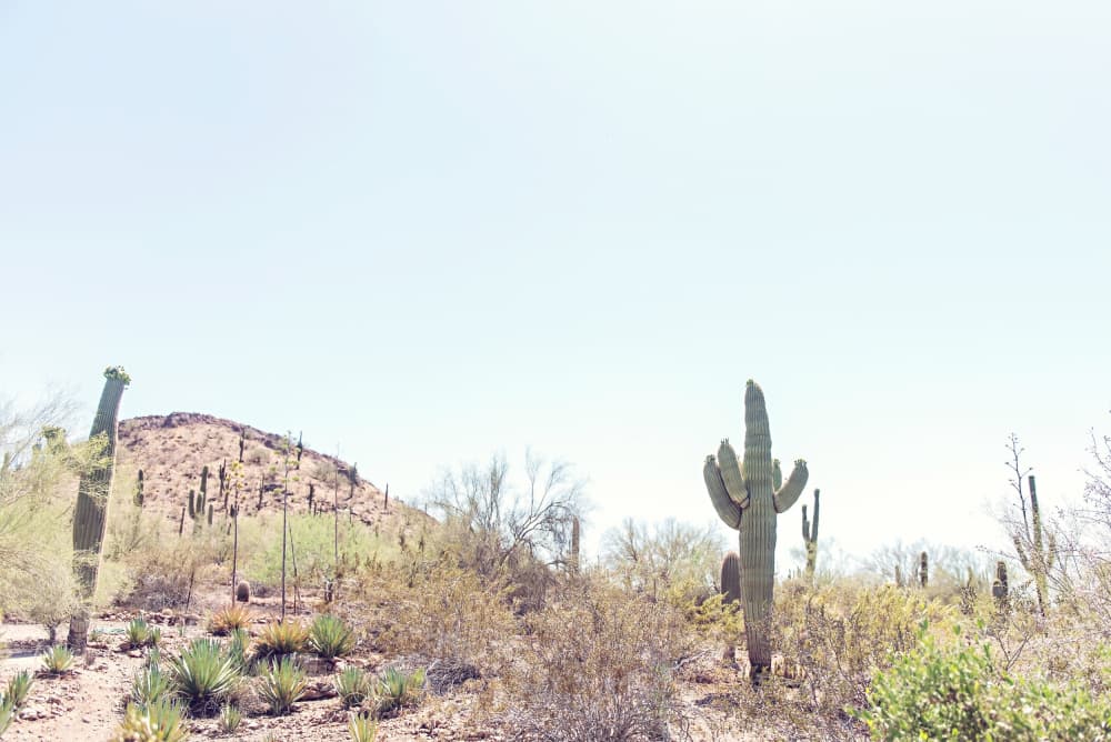 Arizona Saguaro Desert by Amanda Abel — canvas wall art