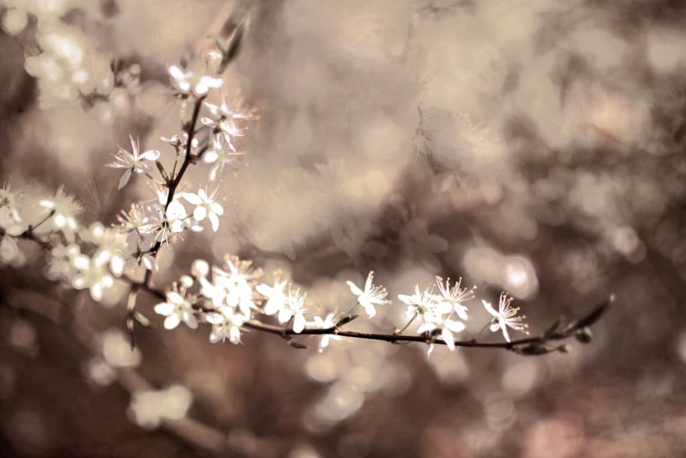 Delicate Branch Blooms by Christina Sillen — canvas wall art