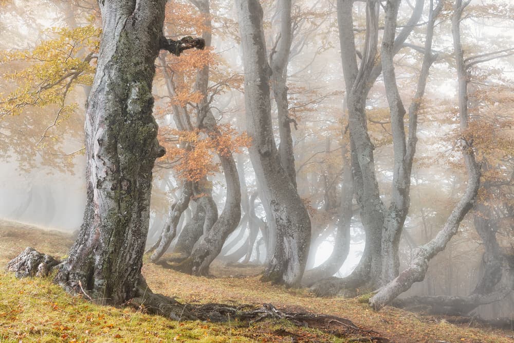 Enchanted Foggy Woods by Luigi Ruoppolo — canvas wall art