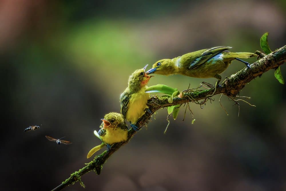 Parent Bird Feeding Chicks by Ajar Setiadi — canvas wall art