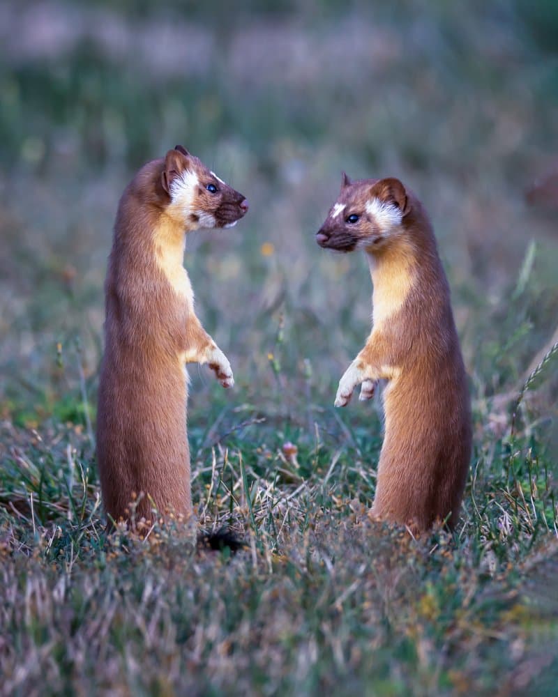 Curious Weasel Pair by Bill Wang — canvas wall art
