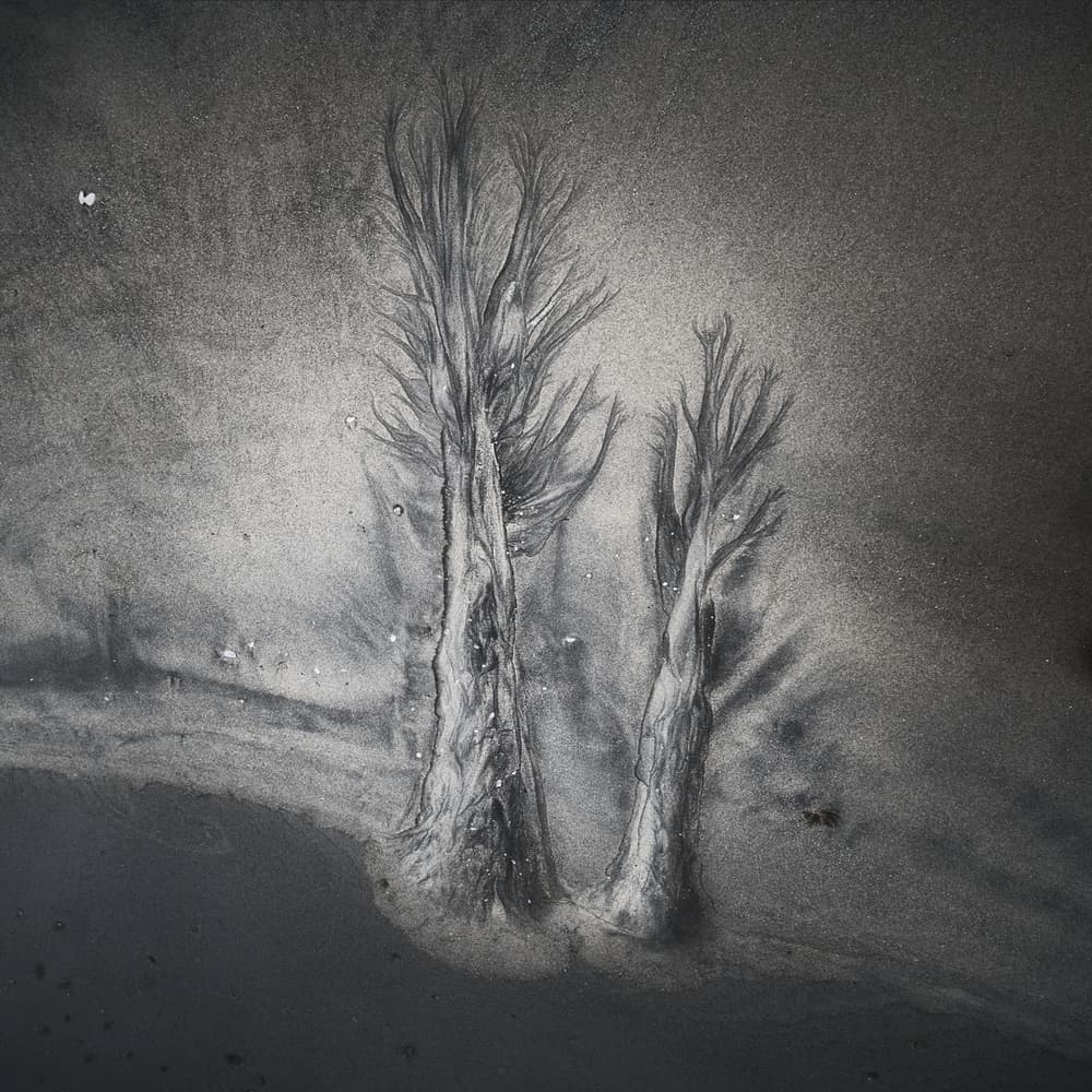 Stark Sand Trees by Yi Fan — canvas wall art