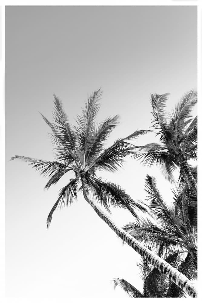 Tropical Silhouettes by THE MIUUS STUDIO — canvas wall art