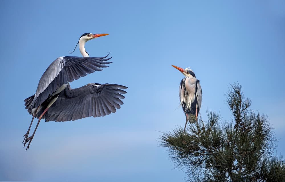 Heron Flight And Gaze by Xavier Ortega — canvas wall art