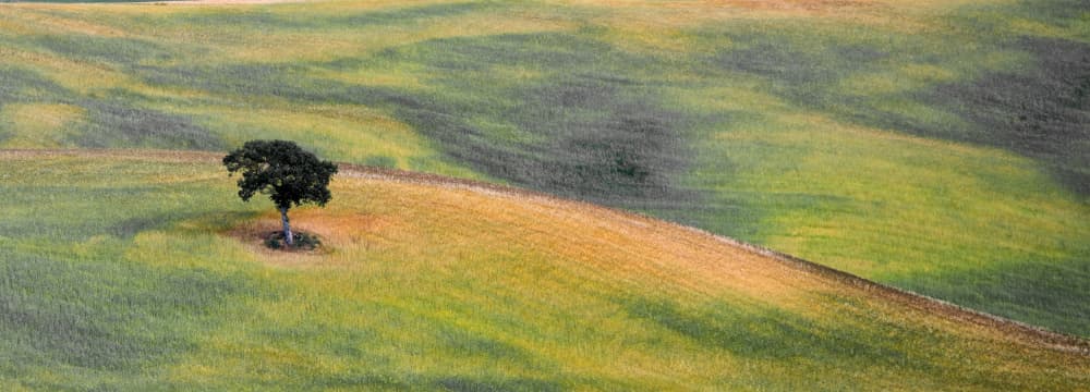 Serene Field With Tree by Krisztina Lacz — canvas wall art