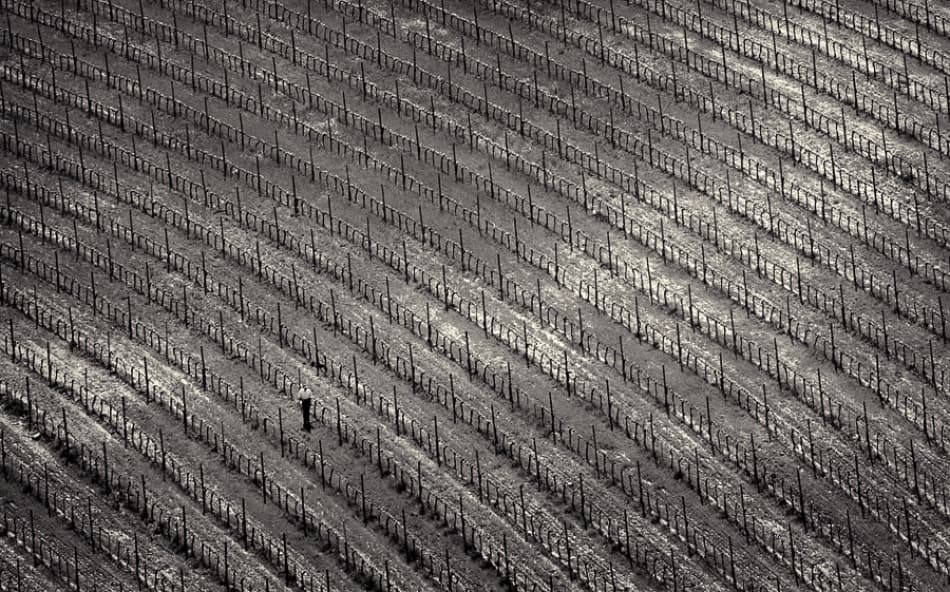 Winter Vineyard Wanderer by Izidor Gasperlin — canvas wall art