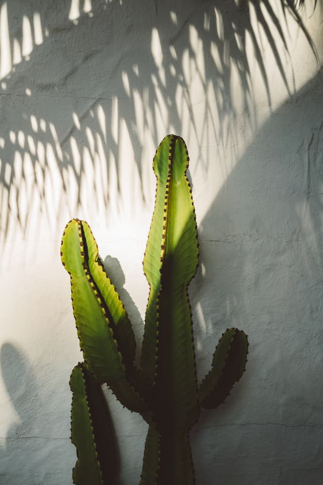 Warm Cactus Shadows by Bethany Young — canvas wall art