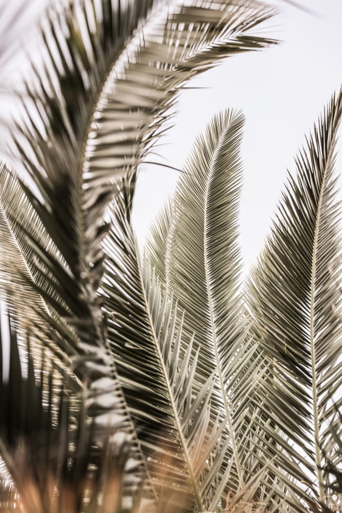Whispers of Palms by Shot by Clint — canvas wall art