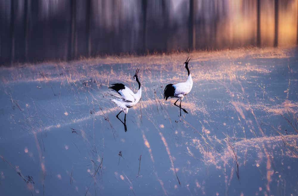 Red-Crowned Cranes At Dawn by Frank W. — canvas wall art
