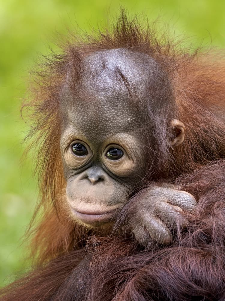 Thoughtful Baby Orangutan by Prabu Dennaga — canvas wall art